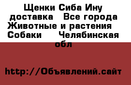 Щенки Сиба Ину доставка - Все города Животные и растения » Собаки   . Челябинская обл.